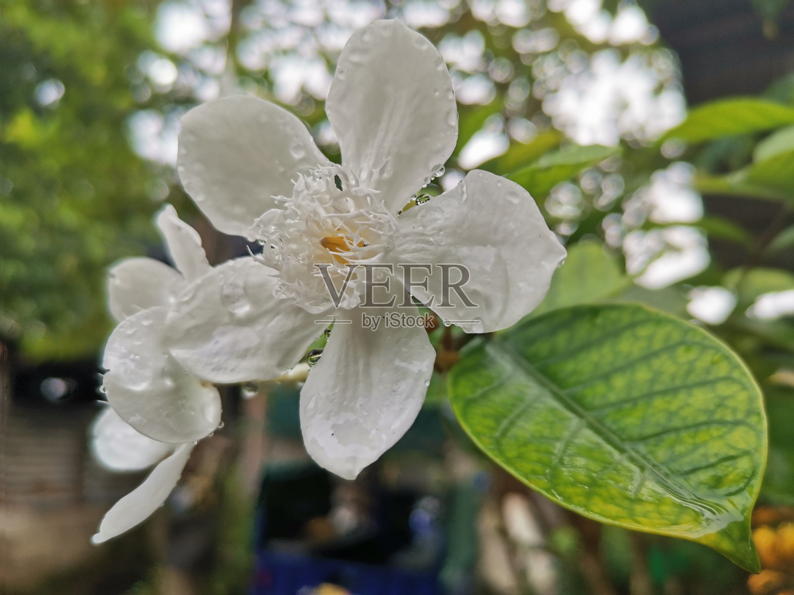 白色的花照片摄影图片