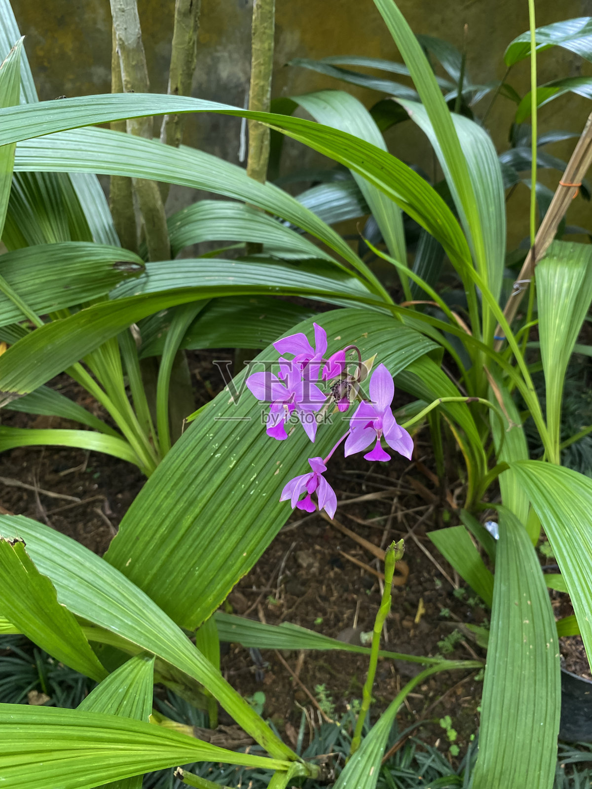 各种兰花照片摄影图片