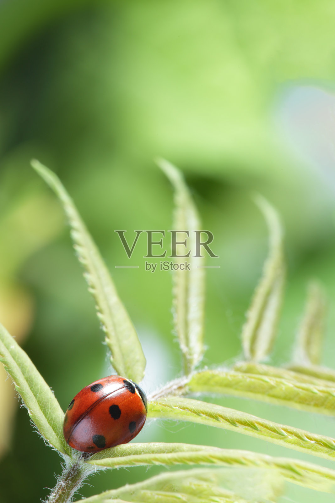 绿色的叶子上有红色的瓢虫,春天在花园的茎上爬满了瓢虫照片摄影图片