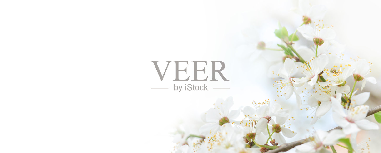 樱花盛开的美丽树枝。美丽抽象的春天背景。横幅。本空间照片摄影图片