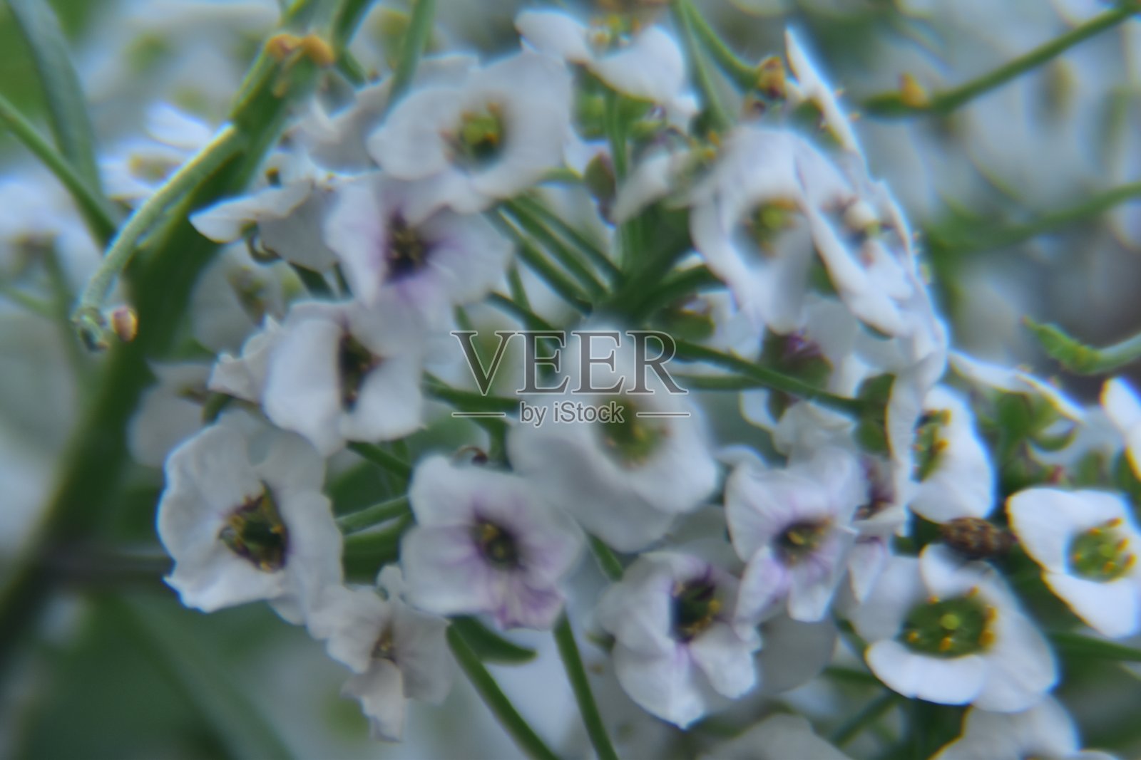 白色的蜜花靠近了照片摄影图片