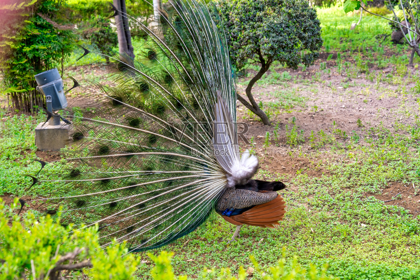 一只雄孔雀展示美丽羽毛的特写肖像照片摄影图片