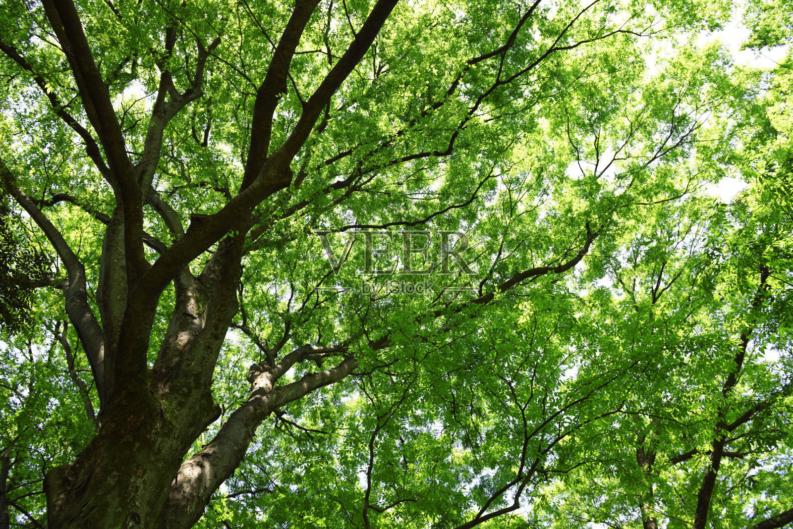 阳光透过森林里的一棵大树照片摄影图片