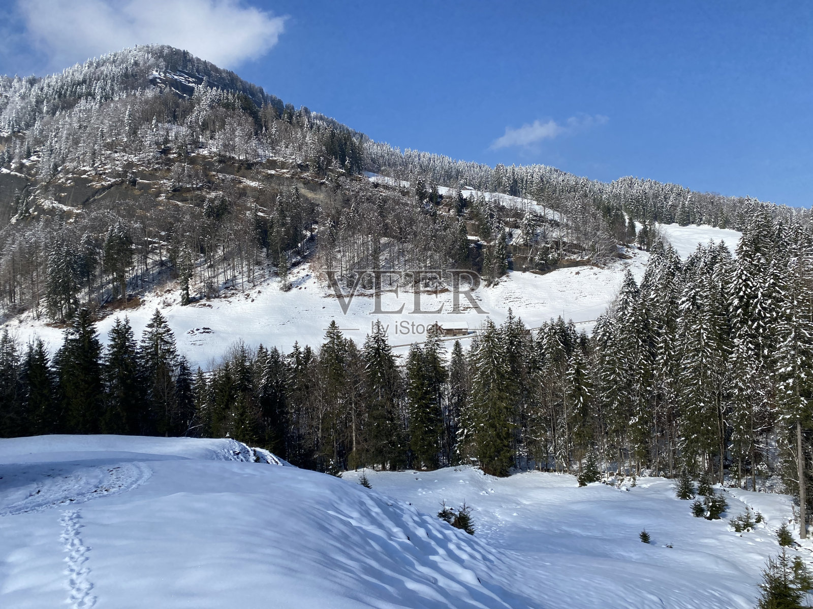 瑞士奈斯劳-奥伯托根堡地区,童话般的高山冬季氛围,积雪覆盖的针叶树和Hinderfallenchopf(1531米)山顶的石崖。照片摄影图片