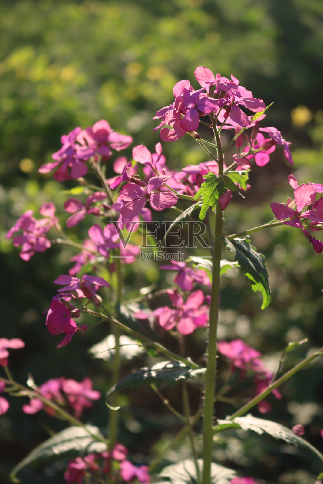 粉红色的月桂花在花园里照片摄影图片