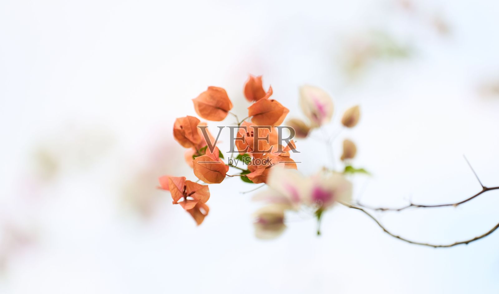 树枝上棕色树叶的特写照片摄影图片