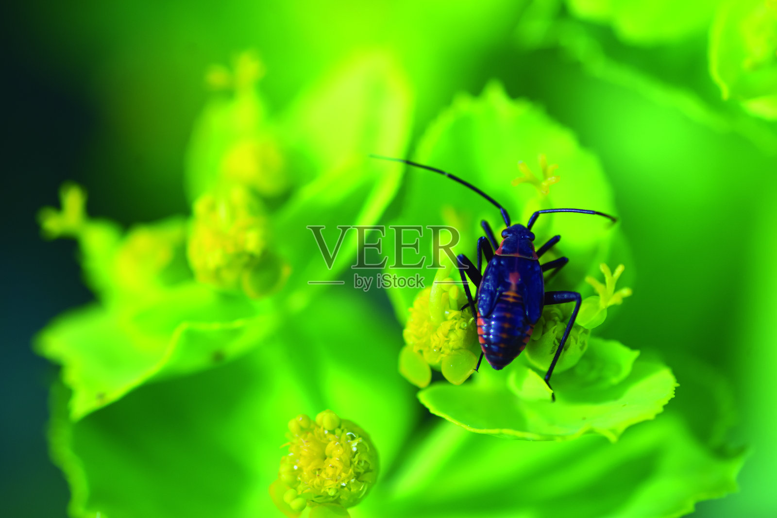 一朵花上的甲虫的宏观照片照片摄影图片