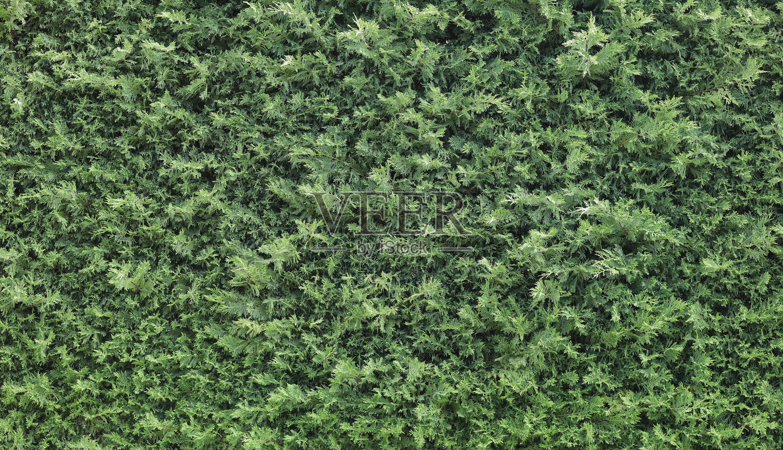 纹理绿色背景的云杉树枝照片摄影图片