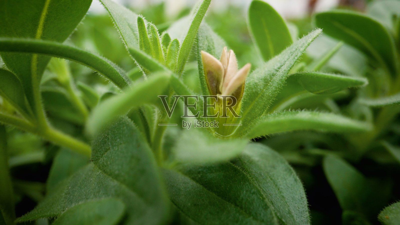 佩妮在温室里,微距摄影。长着绿叶的矮牵牛花的特写。照片摄影图片