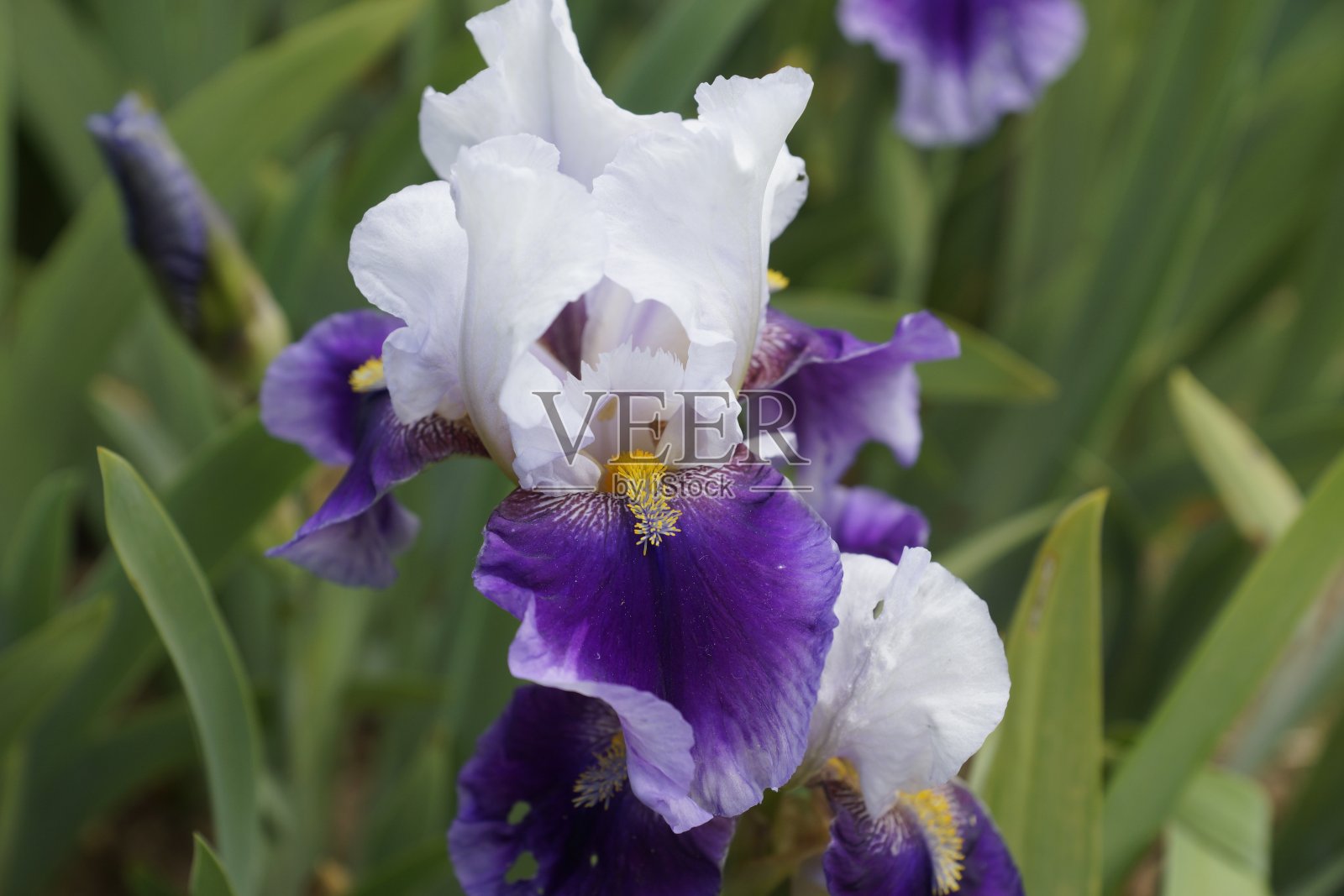 白蓝虹膜照片摄影图片