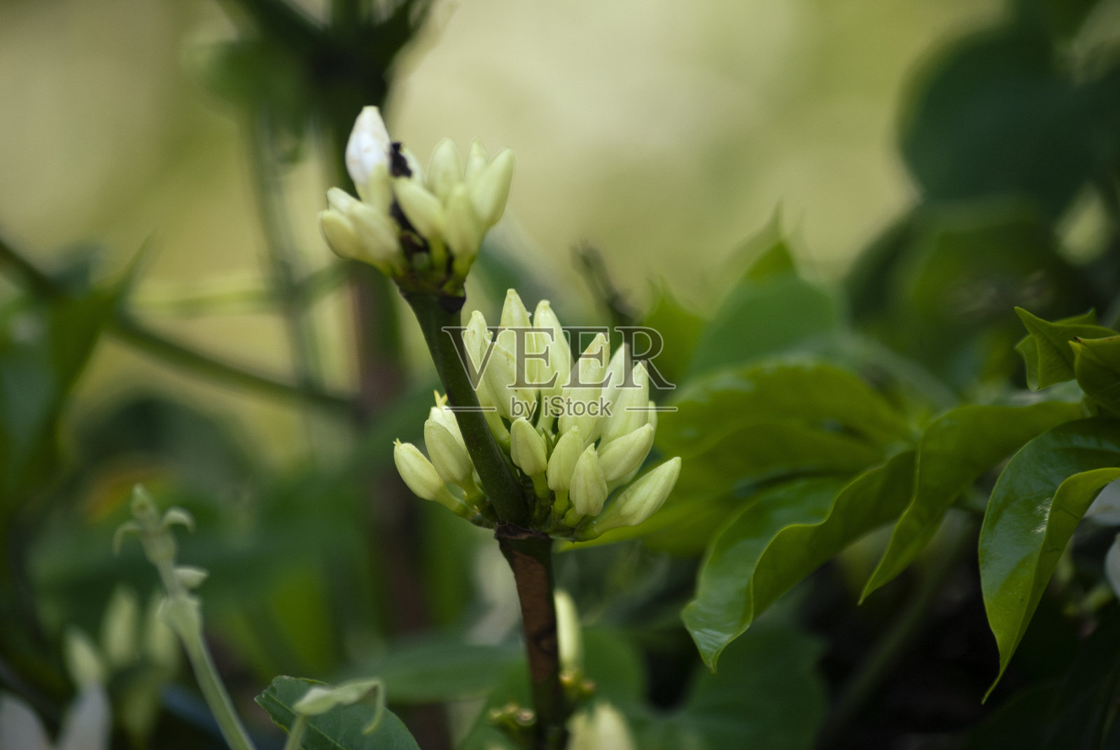 户外咖啡花有机栽培,2023年收获,中美洲阿拉比卡咖啡,授粉空间和叶绿素作用。照片摄影图片