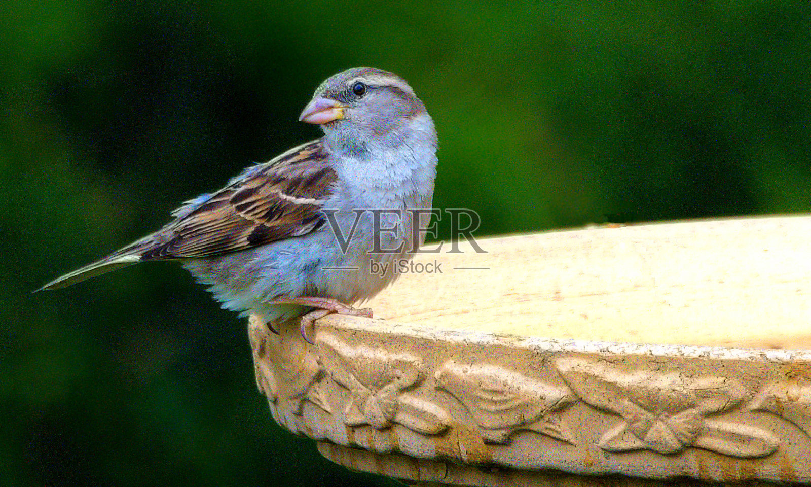 一只家雀栖息在水盆上。照片摄影图片