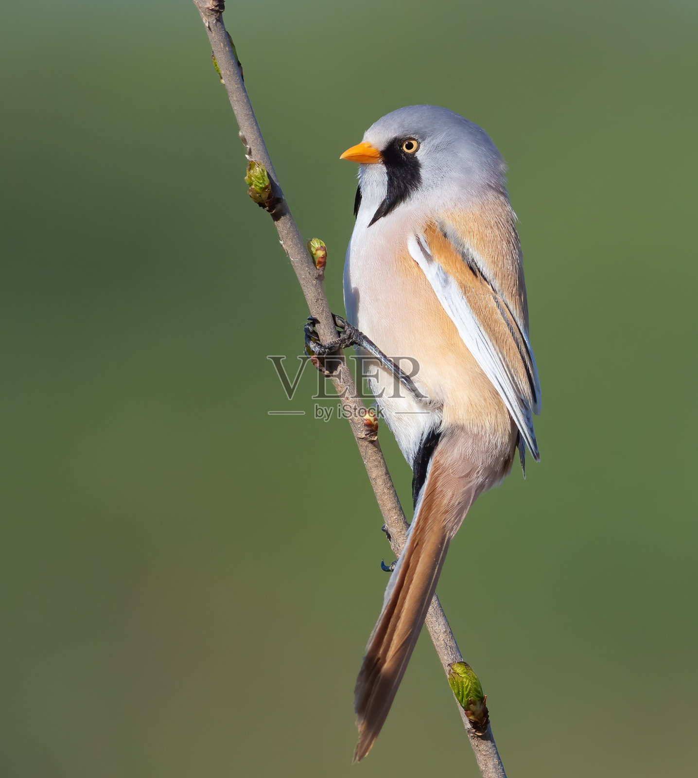 有胡须的芦苇,Panurus biarmicus。一只雄鸟在美丽的背景下栖息在树枝上照片摄影图片