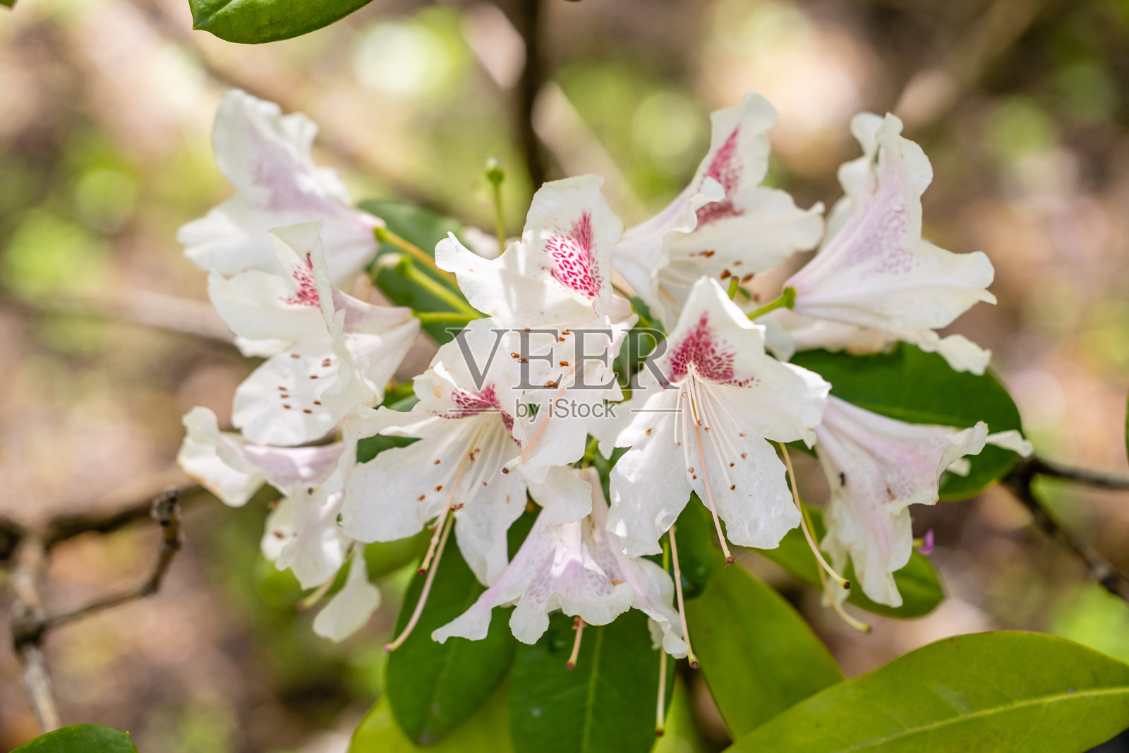在马德里花园里栽培的杜鹃花照片摄影图片