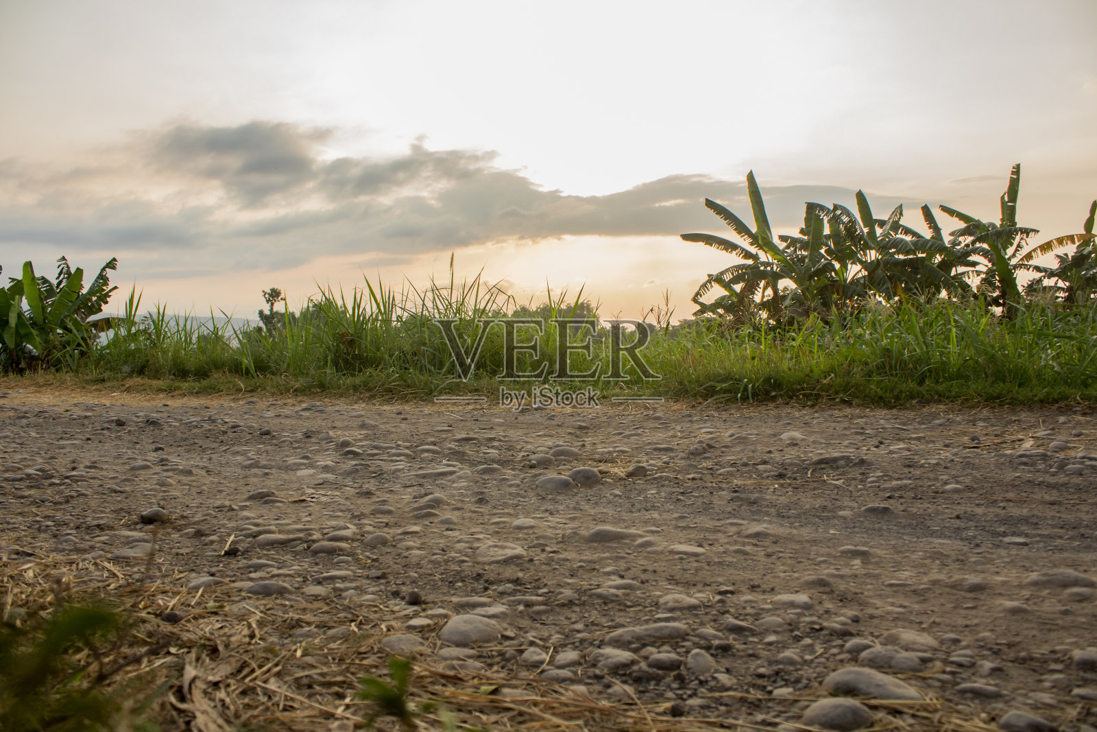 稻田里的岩石路照片摄影图片