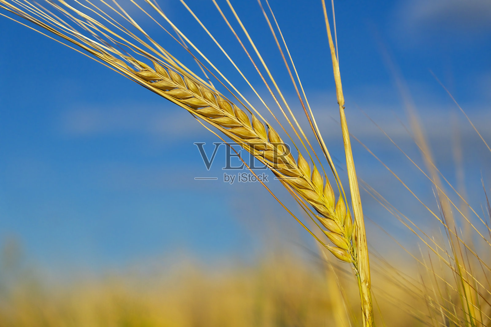 大麦黄穗照片摄影图片