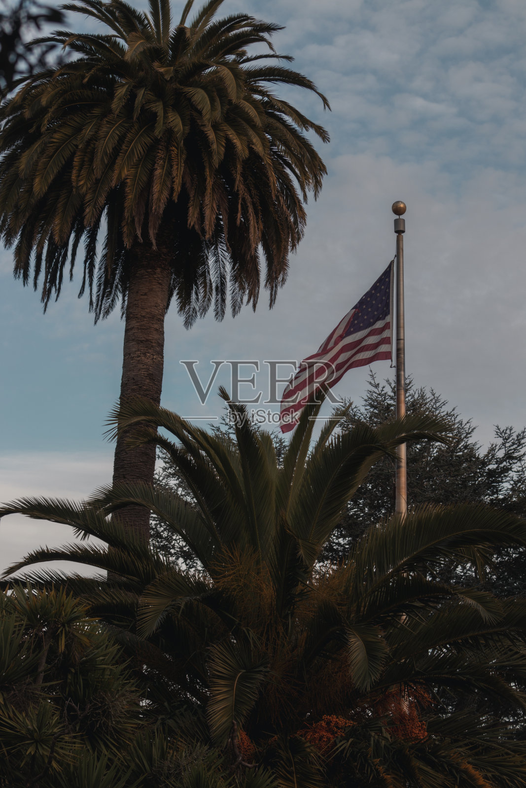 美国国旗和棕榈照片摄影图片