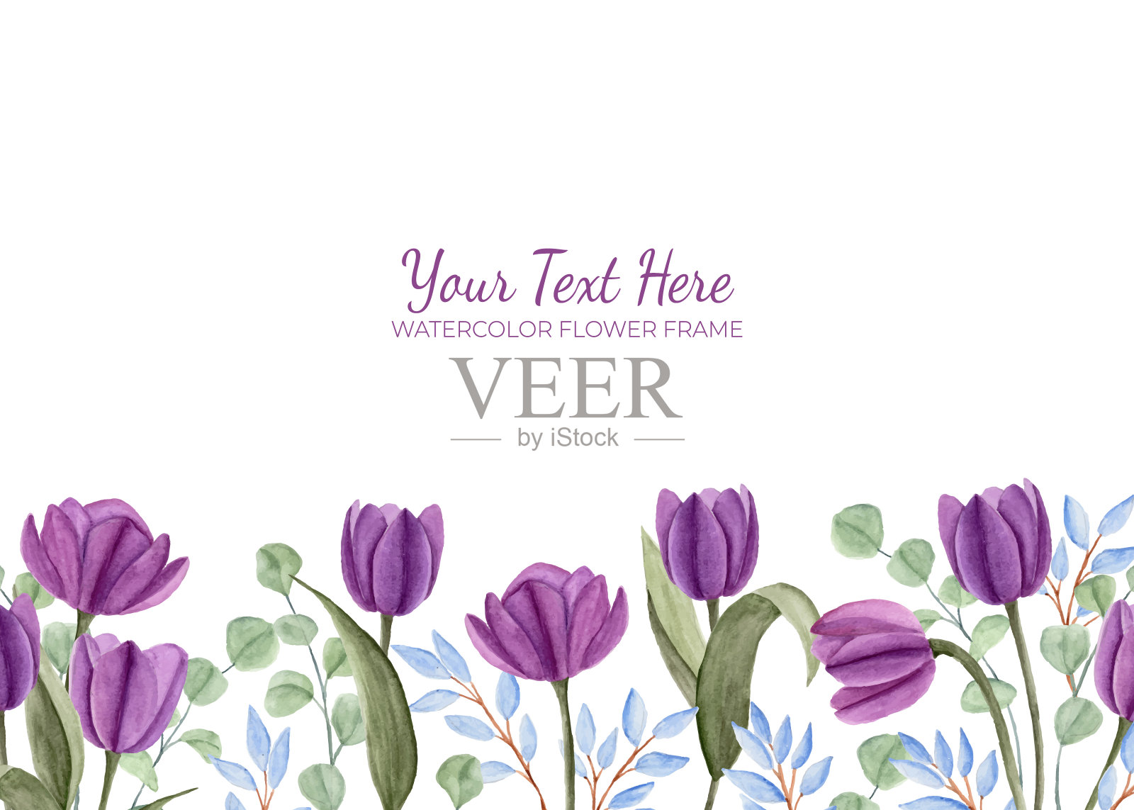 手工绘制的紫色郁金香花水彩作为背景框架。插画图片素材