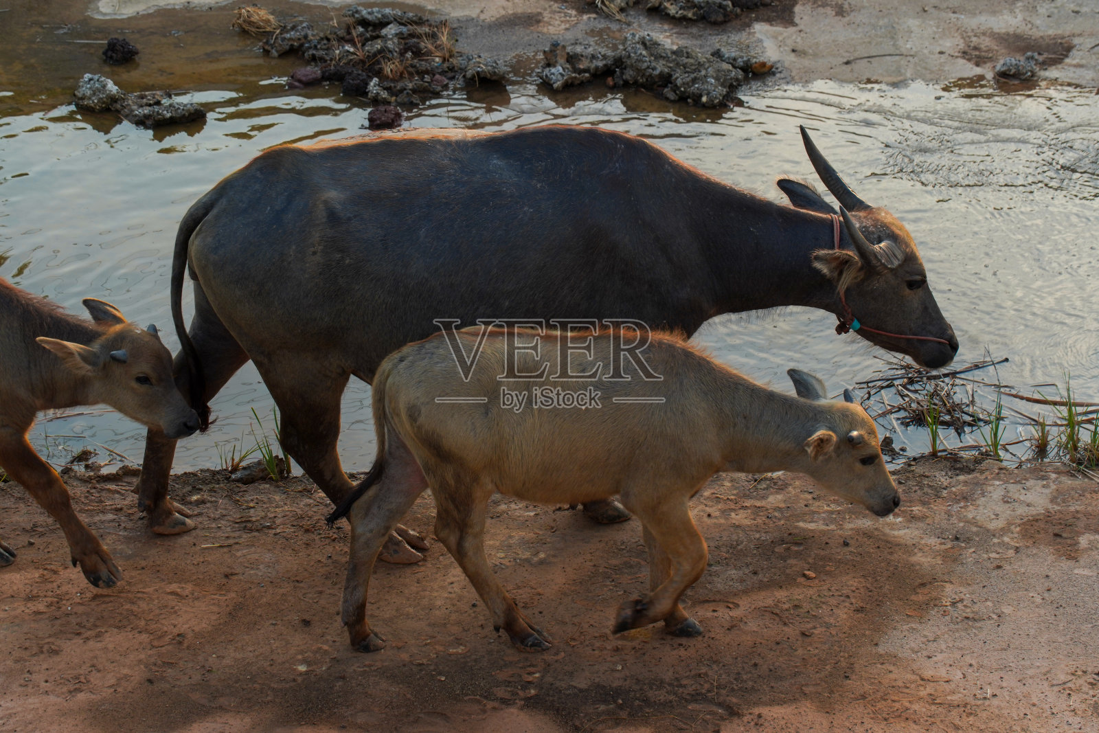 泰国水牛,泰国水牛在农村,泰国水牛在农场照片摄影图片