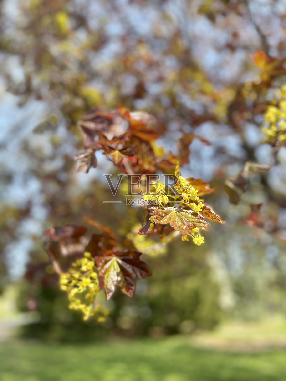 植物园照片摄影图片