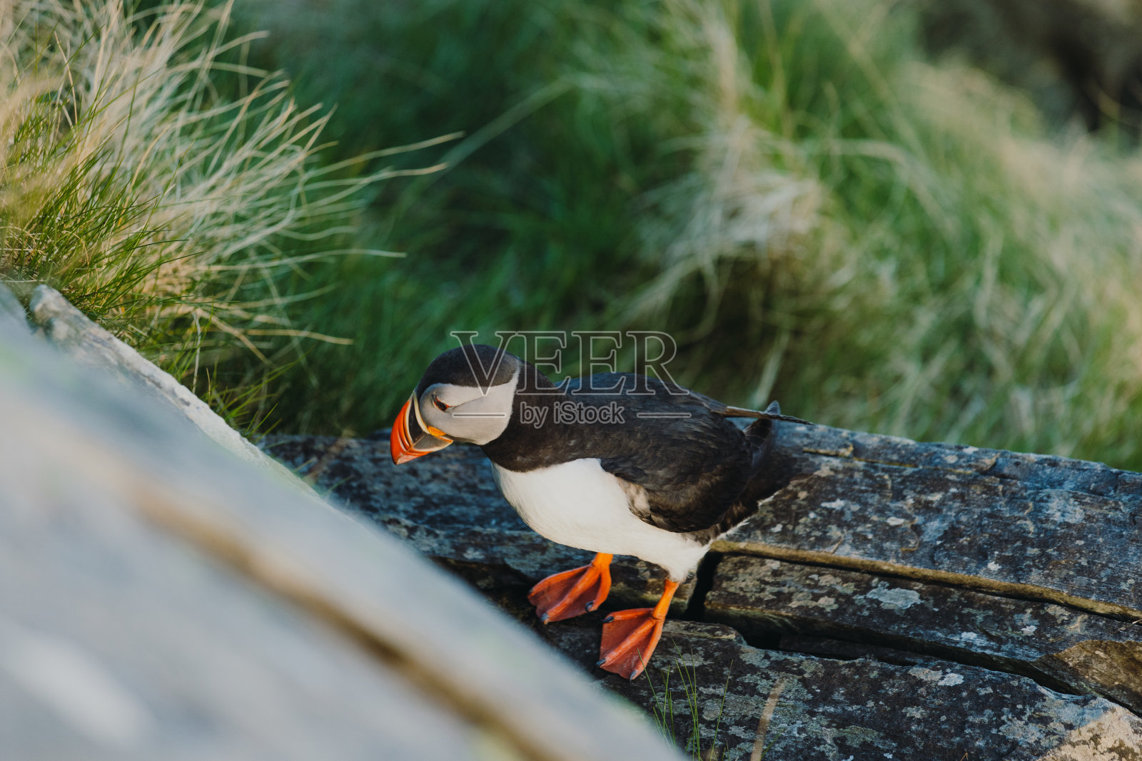 挪威日落时悬崖上的大西洋海雀照片摄影图片