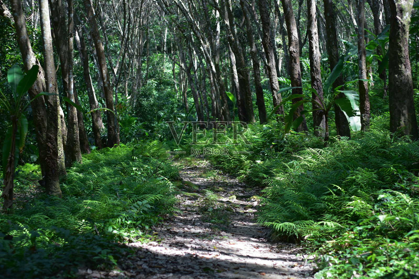 橡胶照片摄影图片