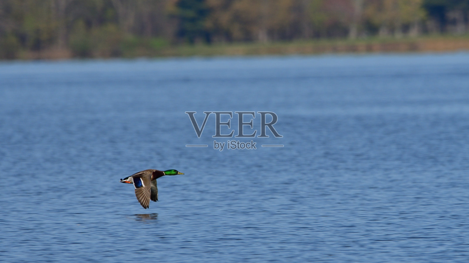 野鸭照片摄影图片