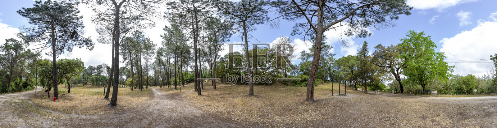 360度全景,这里有野生松树和一个红色的小消防栓,照片摄影图片