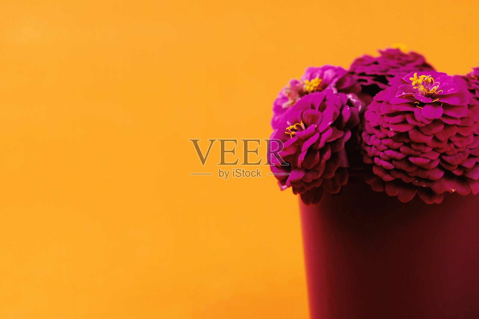 流行艺术百日花的背景照片摄影图片