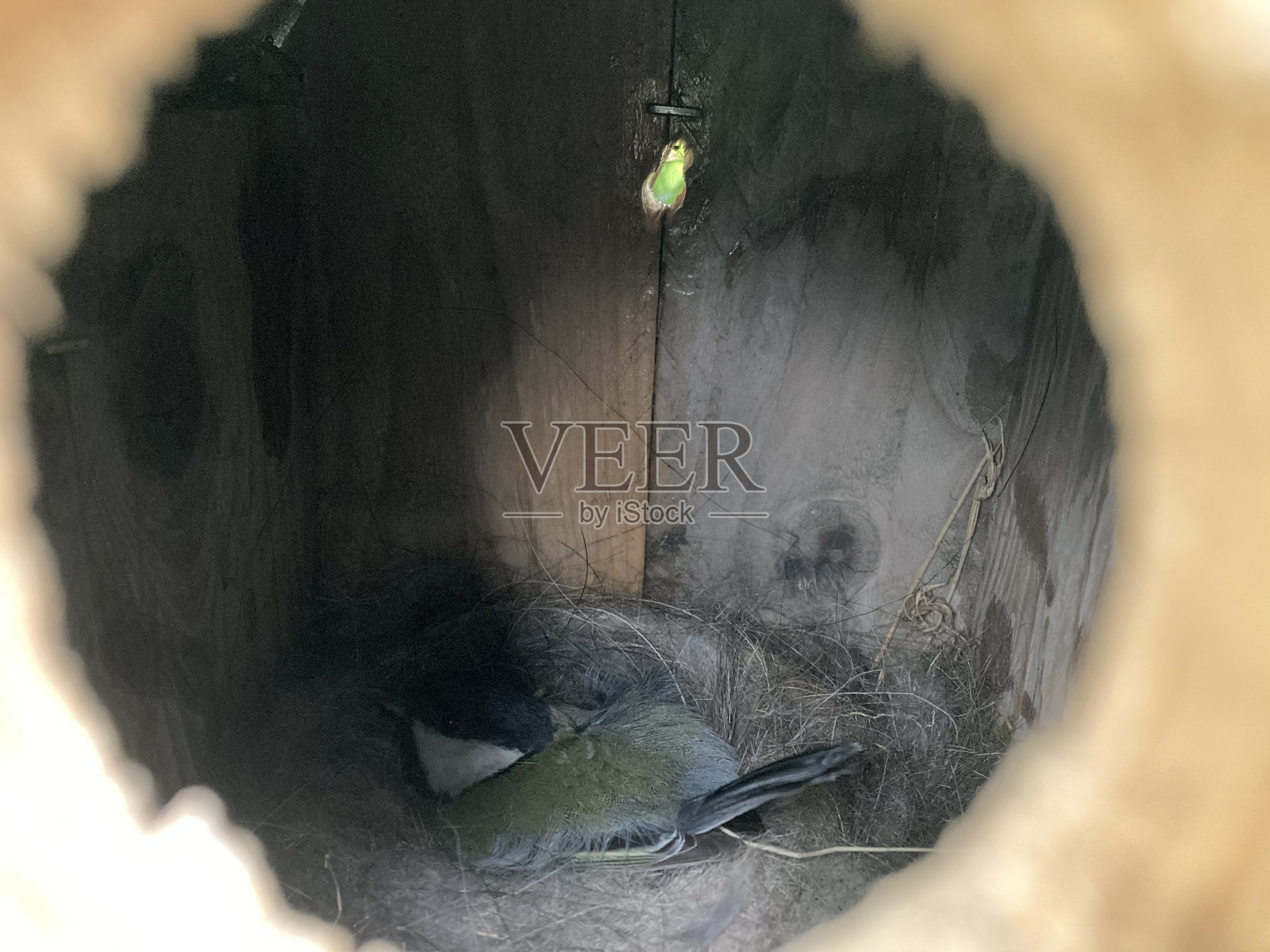 春天在鸟箱里筑巢的大山雀照片摄影图片