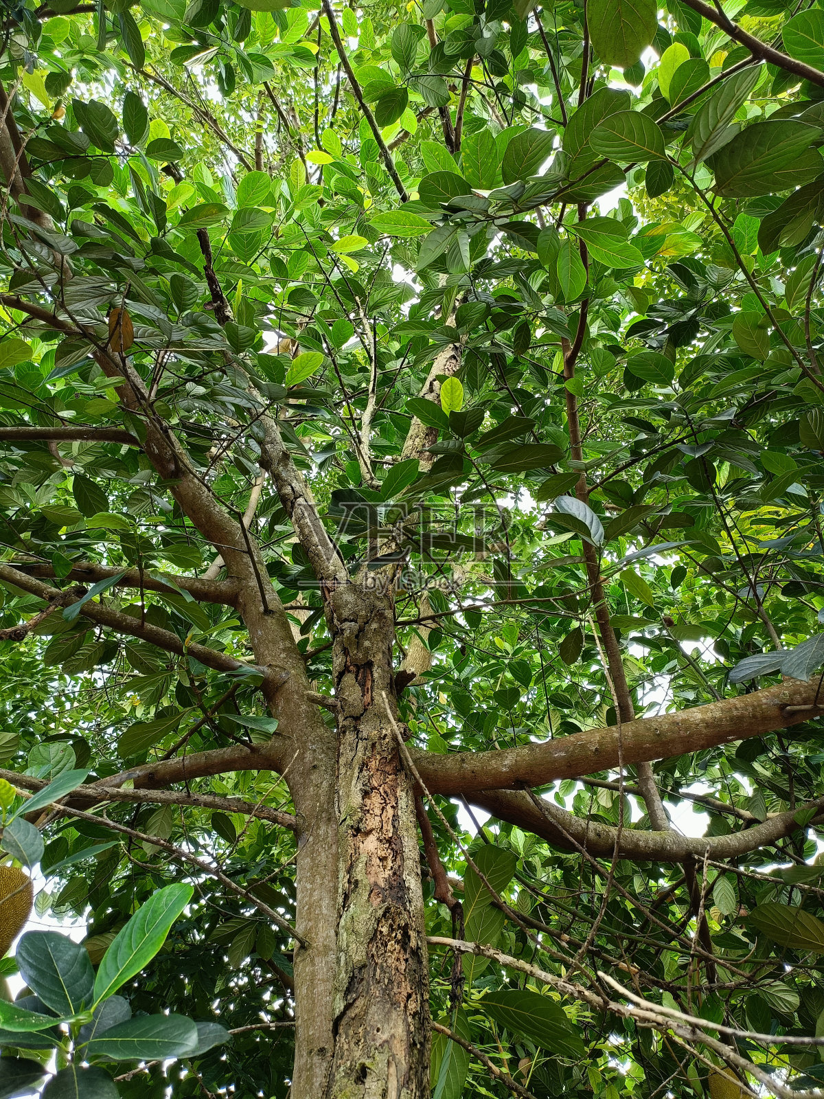 村子里有菠萝蜜树照片摄影图片