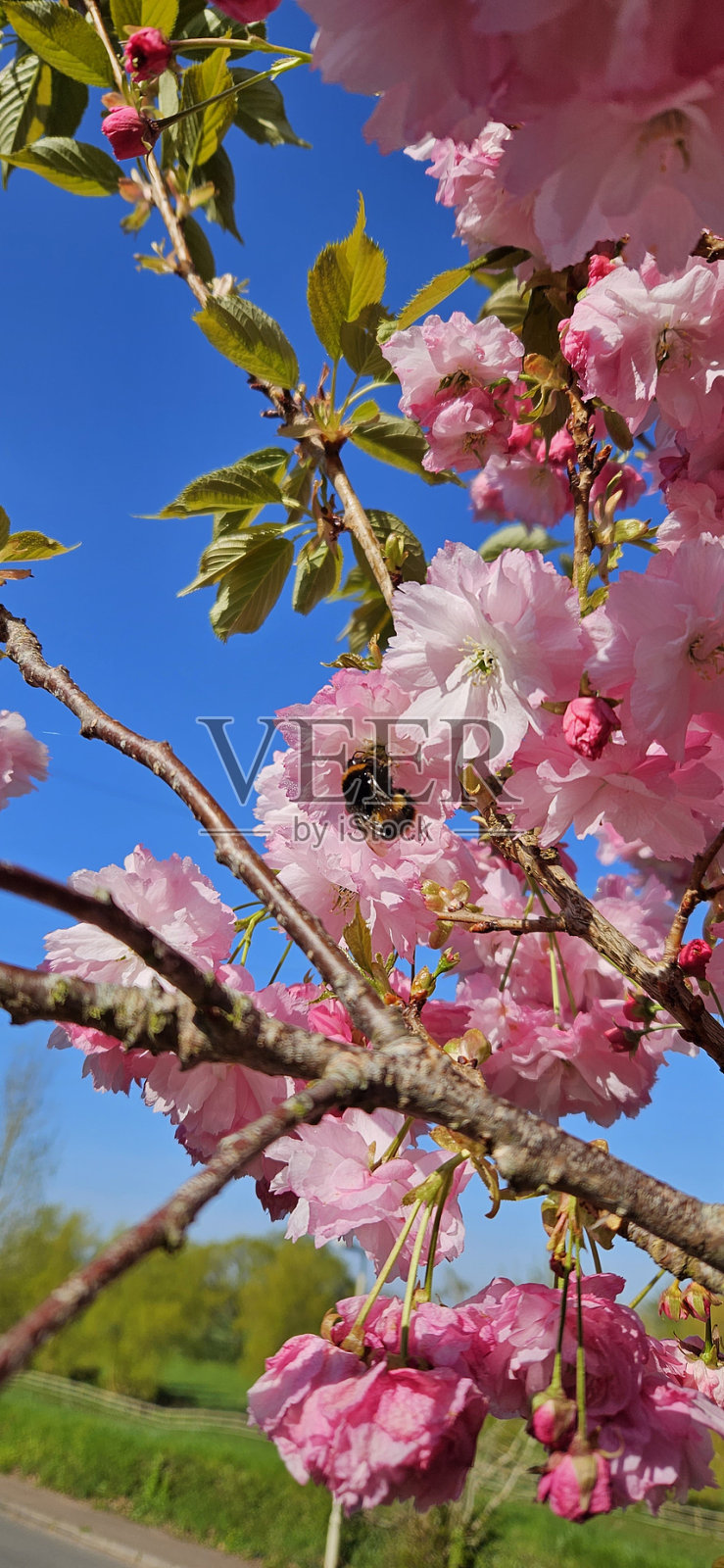 蜜蜂在樱花上照片摄影图片