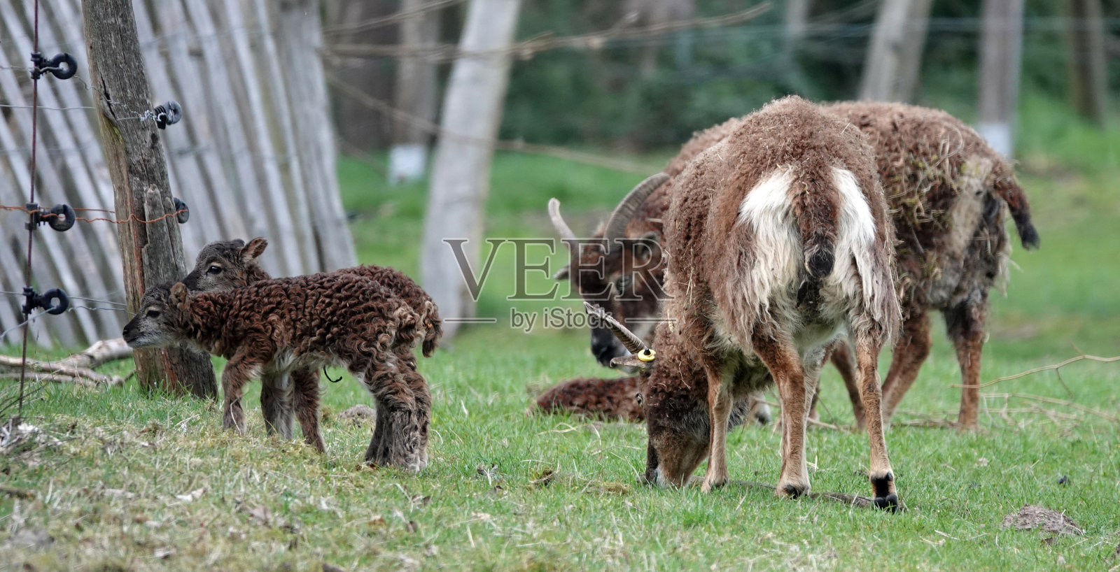 一些母羊和羊羔照片摄影图片