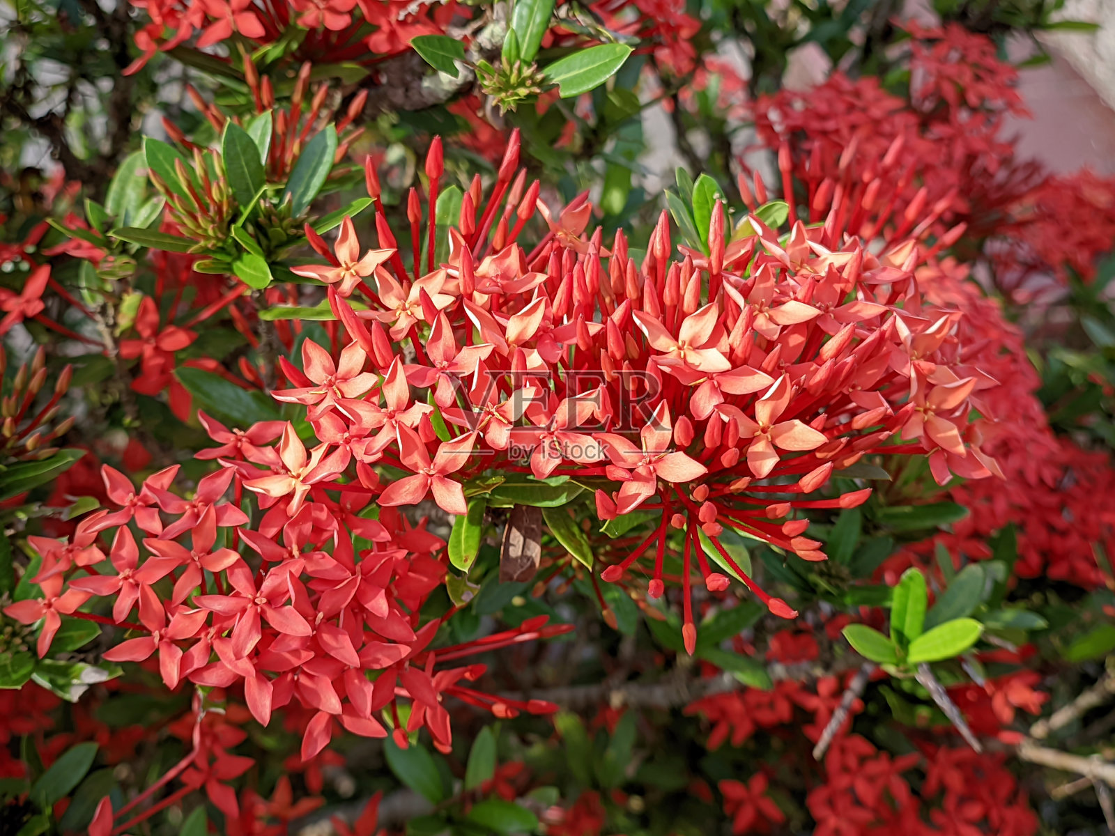 红色花植物,Ixora chinensis,俗称中国Ixora,是Ixora属植物的一种照片摄影图片