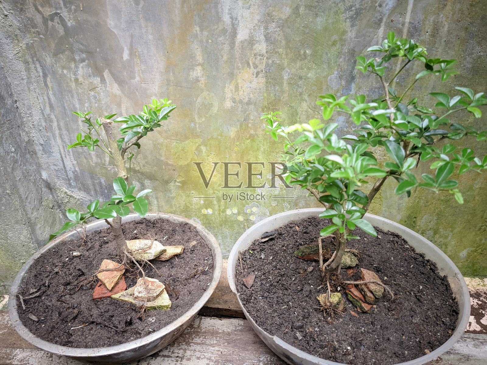 以盆栽、种植园和盆景为主题的各种绿色植物,邦卡勿里洞社区照片摄影图片