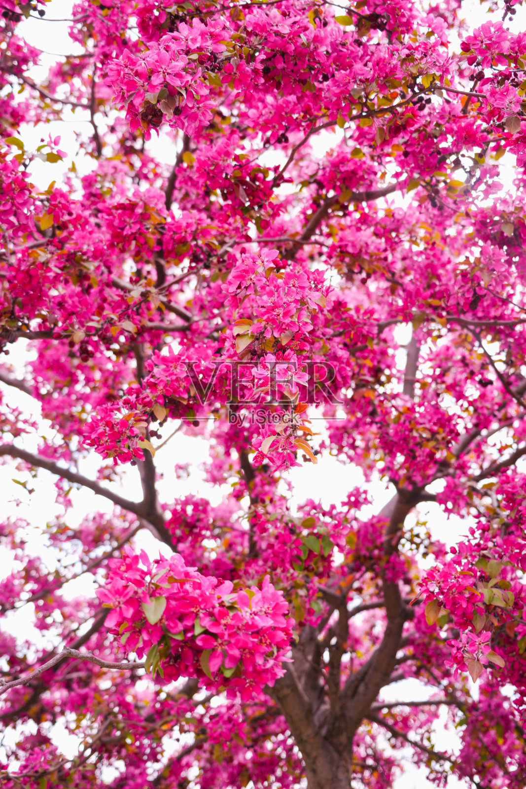 樱桃树。照片摄影图片