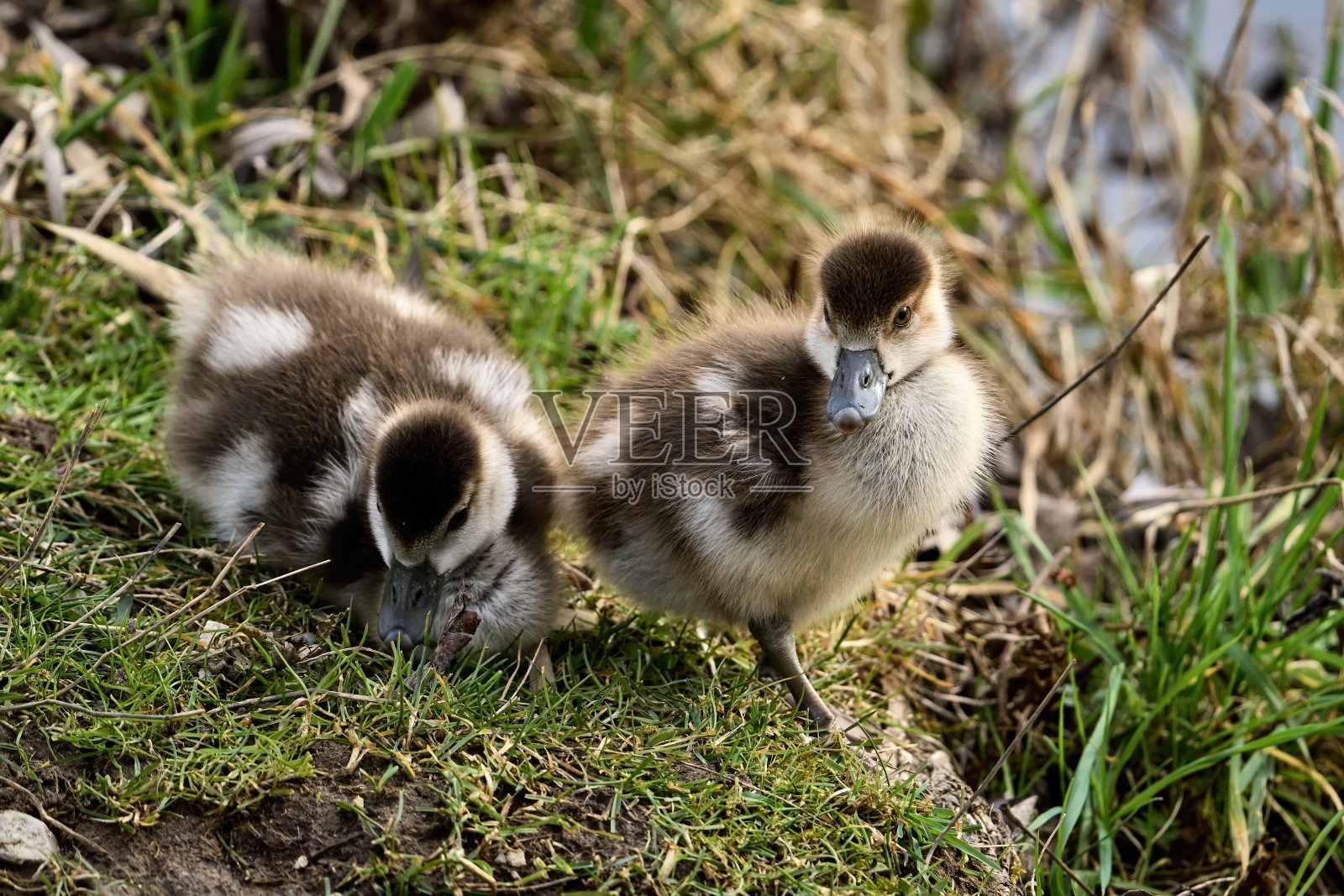 两只可爱的埃及小鹅正在寻找食物照片摄影图片