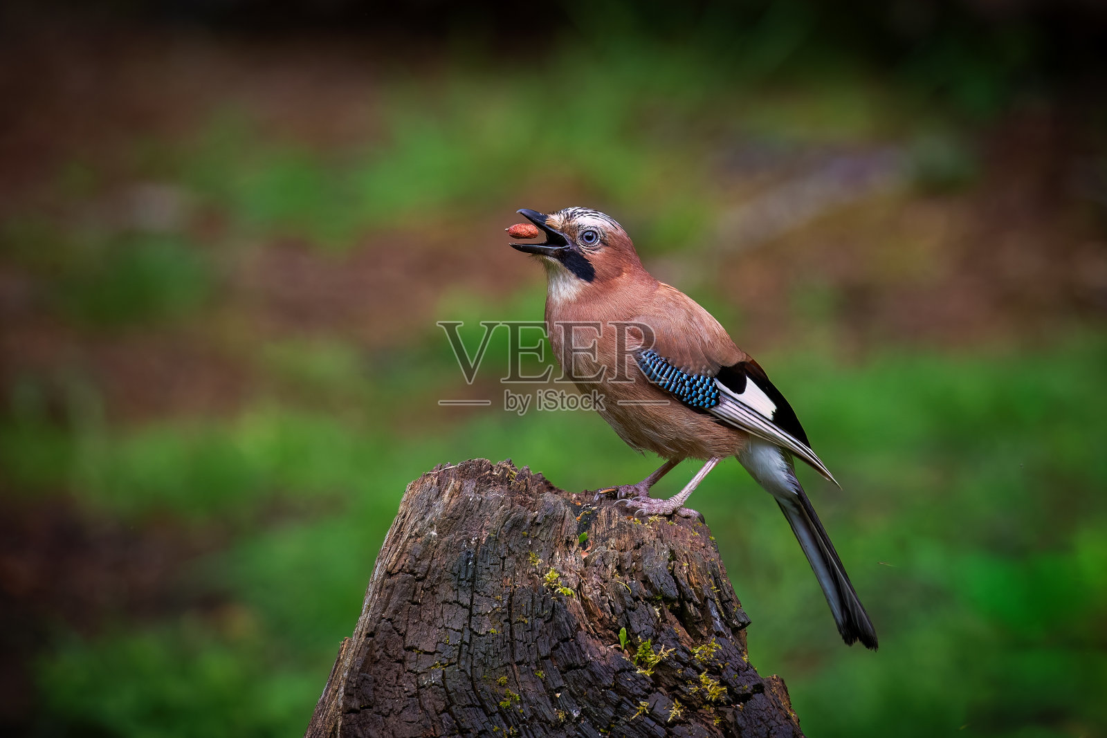 欧亚松鸦(松鸦属),鸦科雀形目鸟类的一种照片摄影图片