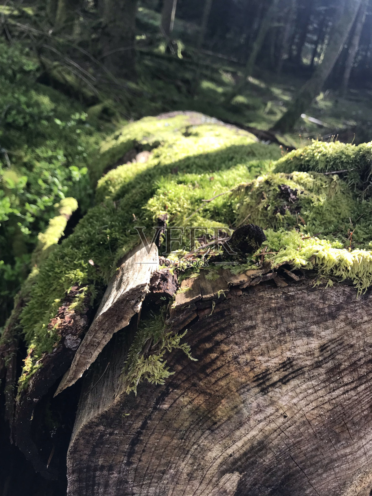 花照片摄影图片