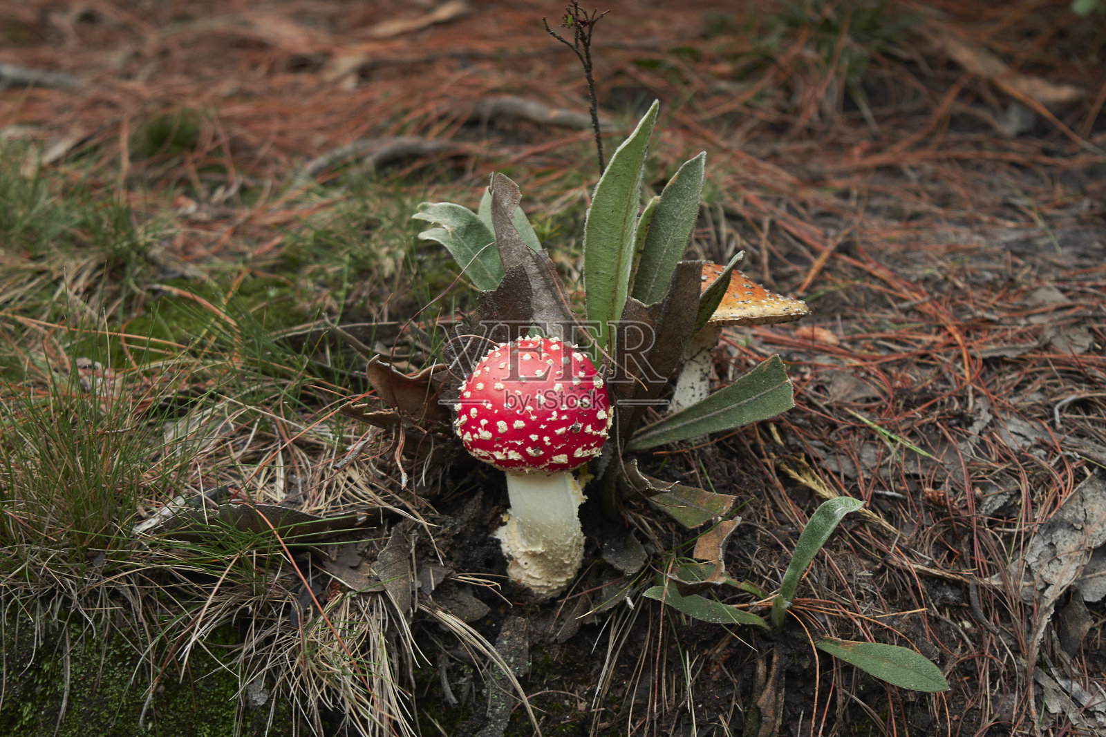 蘑菇生长照片摄影图片