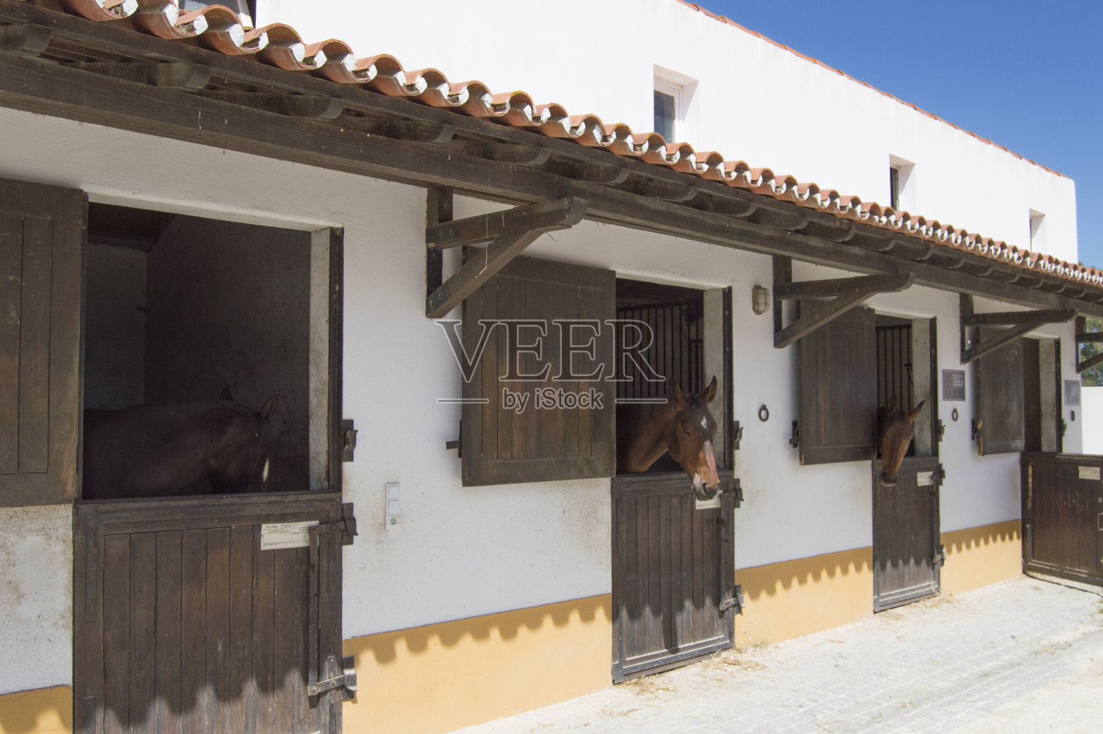 马在马厩休息照片摄影图片