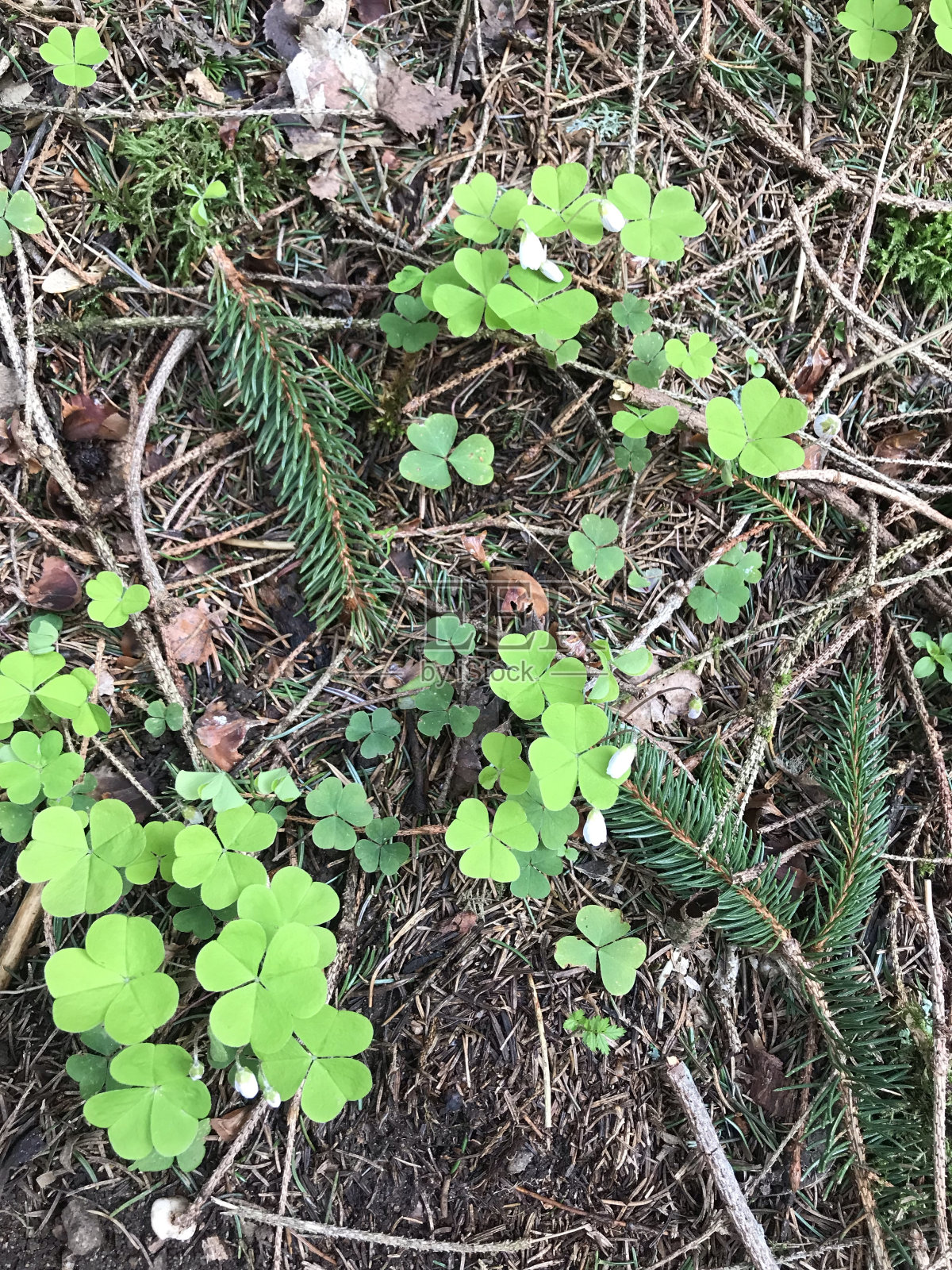 花照片摄影图片