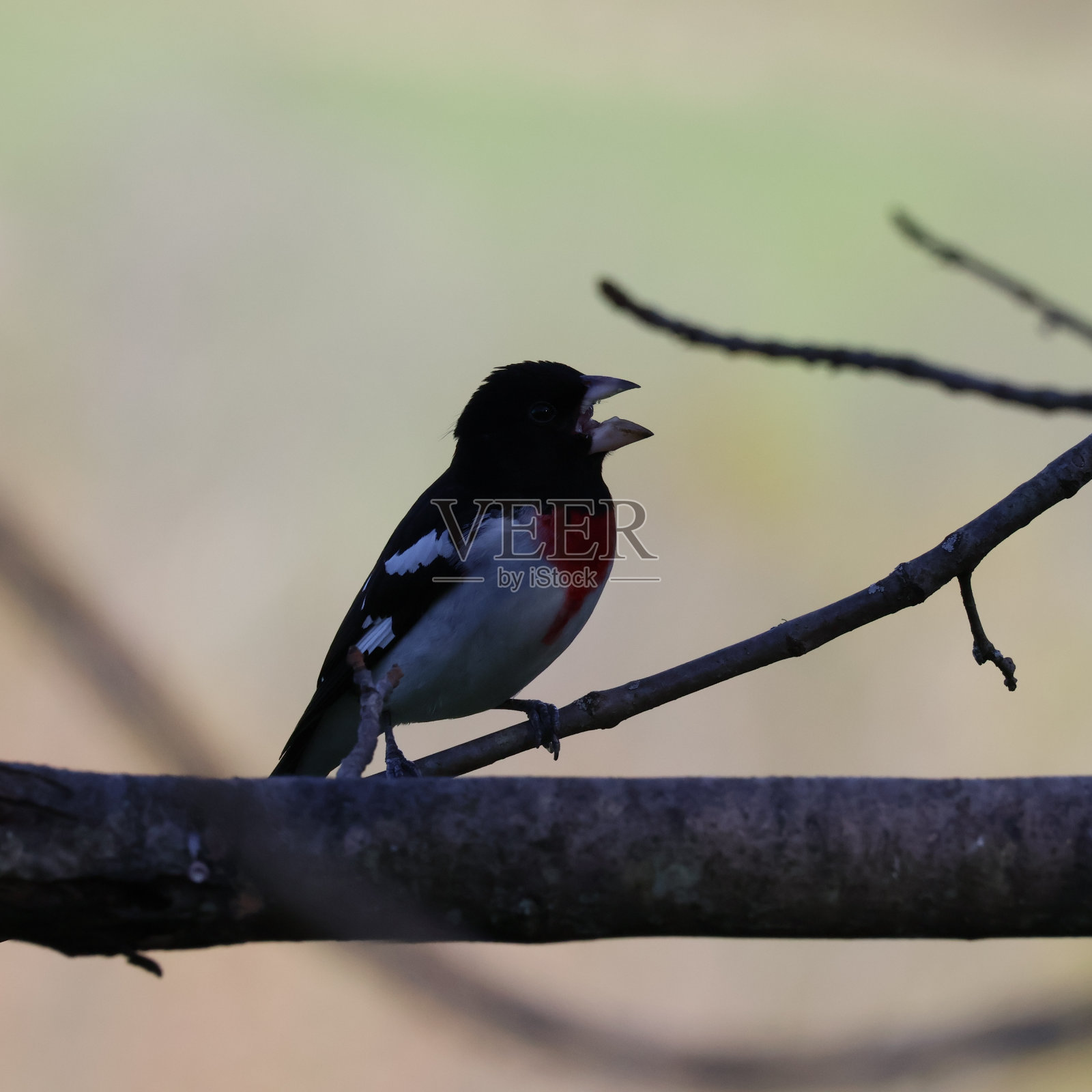 玫瑰胸葛喙照片摄影图片