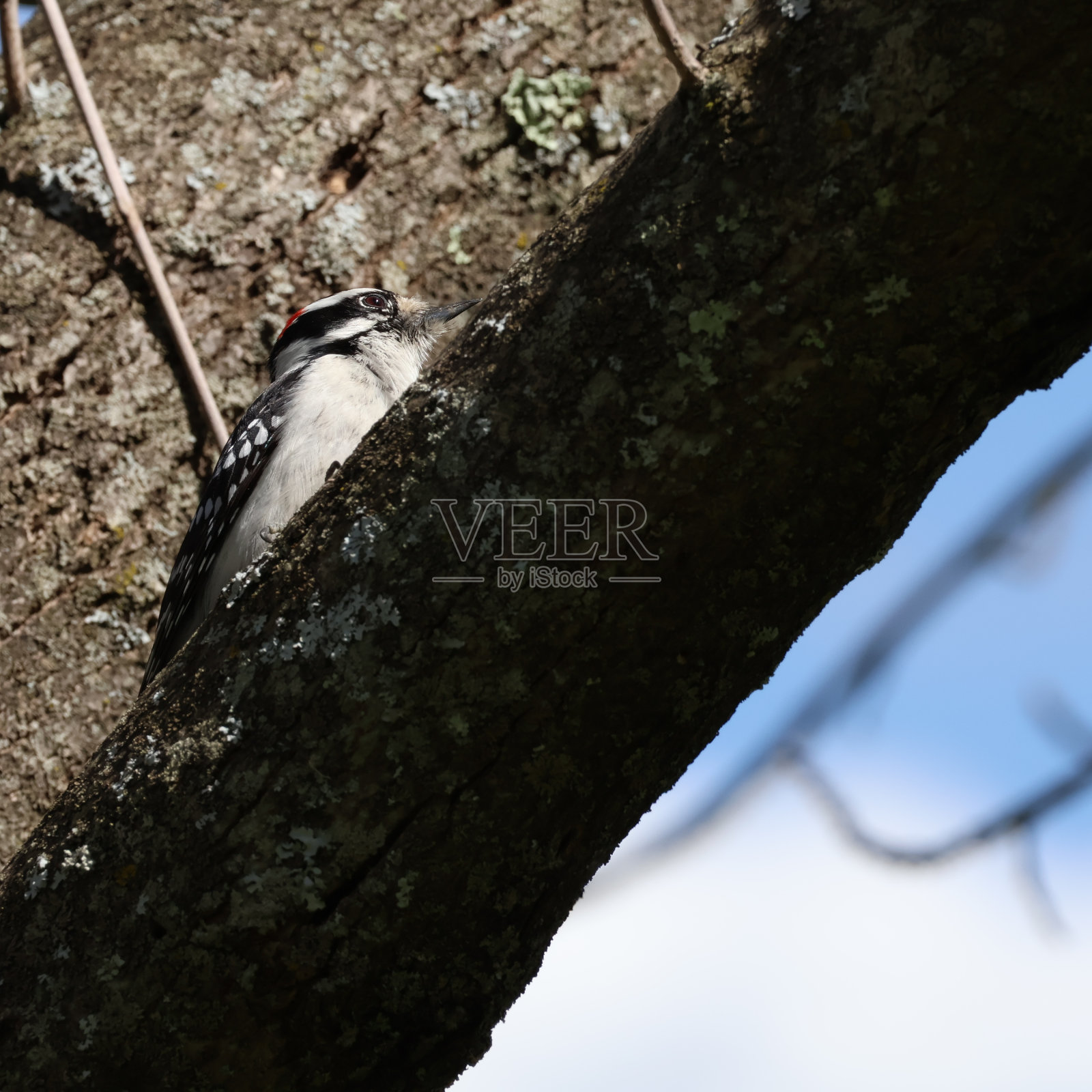 多毛的啄木鸟照片摄影图片