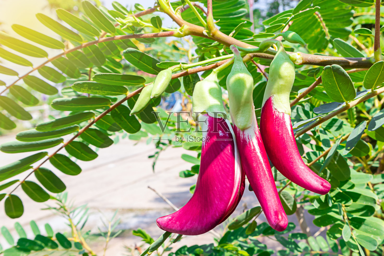 新鲜的紫色大田葵花在树上。照片摄影图片