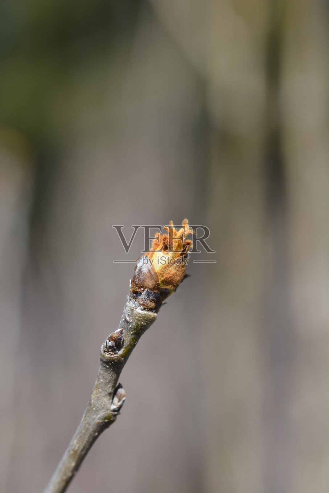 梨树阿巴特费特尔照片摄影图片