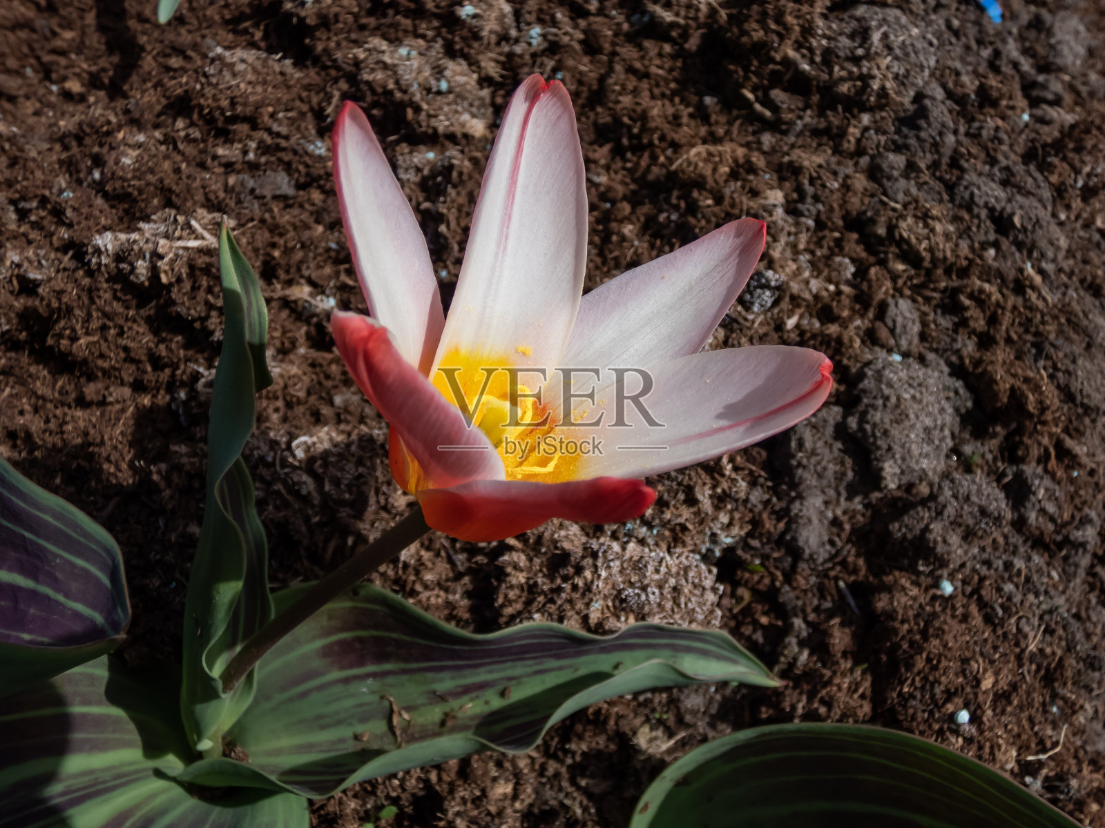 郁金香“心之喜悦”在早春到仲春盛开,以红色、玫瑰色和金黄色的绝佳组合绽放照片摄影图片