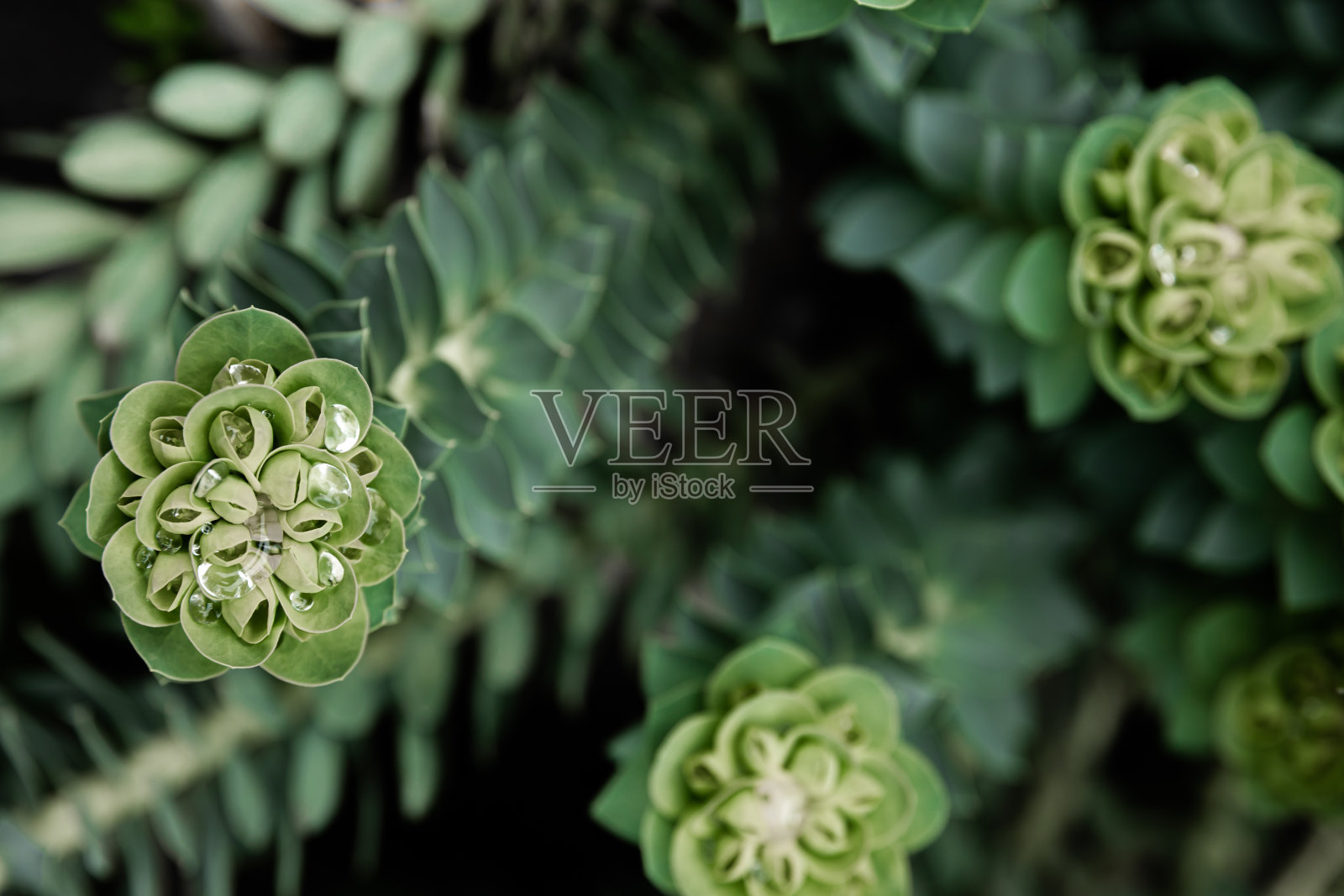 罗塞塔石芋,或罗塞塔景天。它的小绿叶的特写照片。照片摄影图片