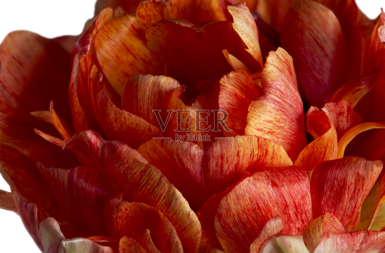 红黄色郁金香在水彩风格在白色的背景照片摄影图片