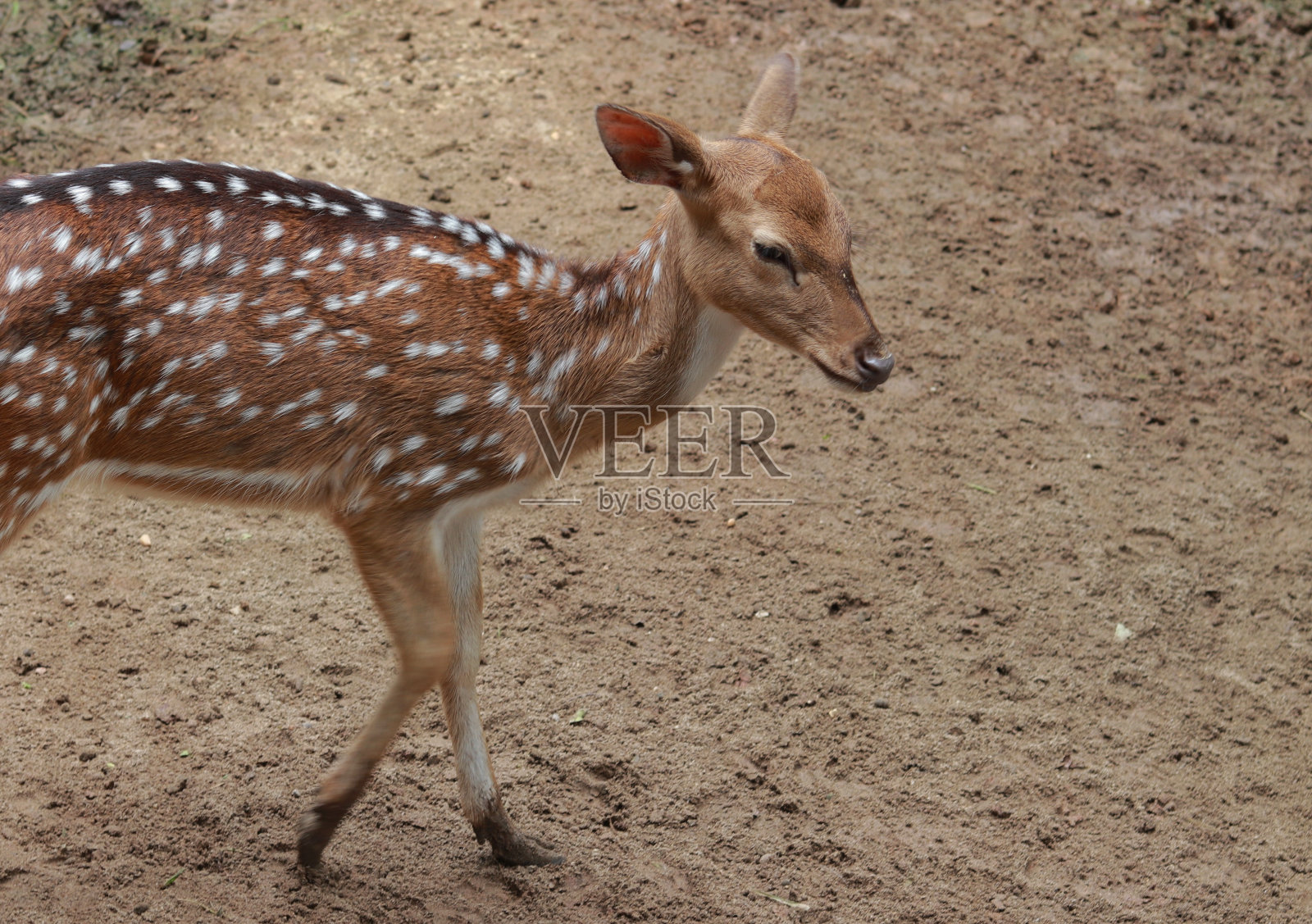指节为棕色,身体上有白色斑点的鹿照片摄影图片